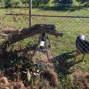 Bush Trimming by Garcia Lawn Service reviewed on August 21, 2025