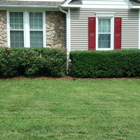 Bush Trimming by J &M Service reviewed on August 15, 2025