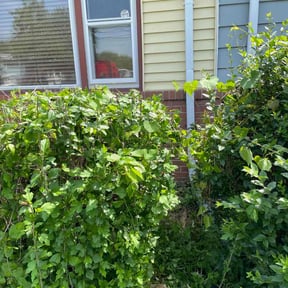 Bush Trimming by After Care Express SVC reviewed on August 16, 2025