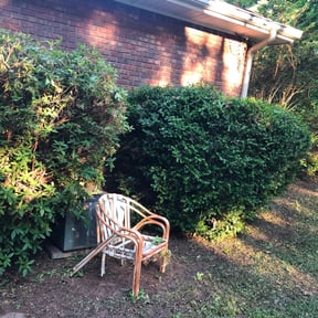 Bush Trimming by D's Lawn Care reviewed on August 19, 2025