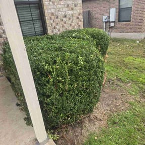 Bush Trimming by Blue Lagoon Lawn Service reviewed on August 15, 2025