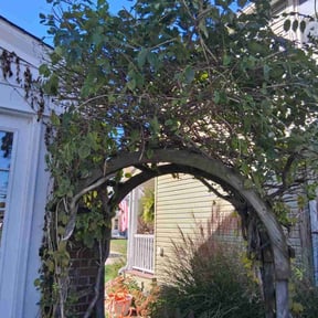 Bush Trimming by Meridian Management Group LLC reviewed on November 24, 2025