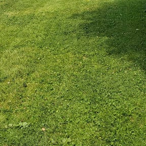 Bush Trimming by Skee lawn care reviewed on August 18, 2025