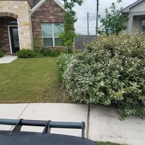 Bush Trimming by Paul Norman Services reviewed on August 16, 2025