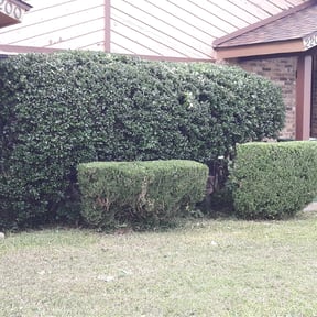 Bush Trimming by Grasshopper Landscaping reviewed on August 17, 2025