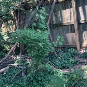 Bush Trimming by Cardos Services LLC reviewed on August 19, 2025