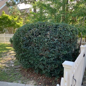 Bush Trimming by Green And Clean Lawn and Pressure Washing Service reviewed on August 21, 2025