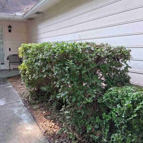 Bush Trimming by FlourishUrLawn reviewed on August 5, 2026