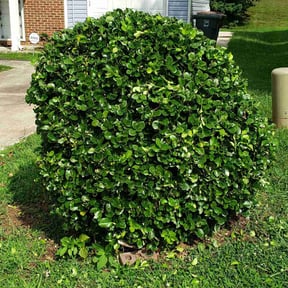Bush Trimming by Extra Green lawn care reviewed on August 19, 2025