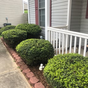 Bush Trimming by Pt contracting reviewed on August 21, 2025