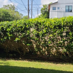 Bush Trimming by Gentle Blades (keep it cut) reviewed on August 21, 2025