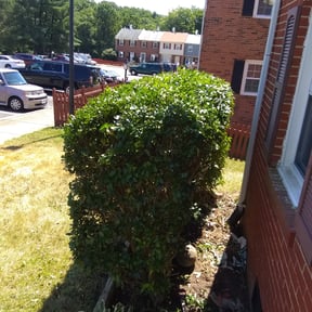 Bush Trimming by Public service pros LLC reviewed on August 21, 2025