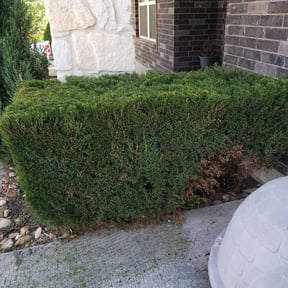 Bush Trimming by Bent Twig Landscape reviewed on August 18, 2025