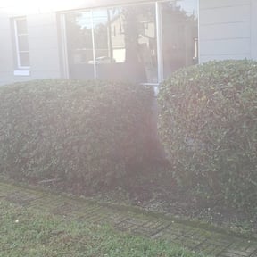 Bush Trimming by Amie's Clean Cut Lawns and More reviewed on August 21, 2025