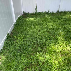 Leaf Removal by KD&#039;s lawn care &amp; Maintenance reviewed on September 27, 2025