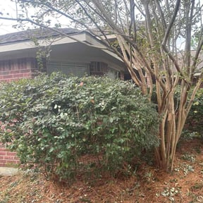 Bush Trimming by EcoMow Lawncare reviewed on December 7, 2025