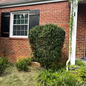 Bush Trimming by rock solid lawncare  reviewed on October 22, 2025