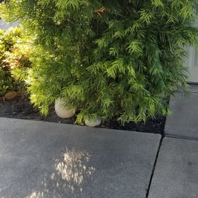 Leaf Removal by J&amp;L Lawn care reviewed on September 9, 2025