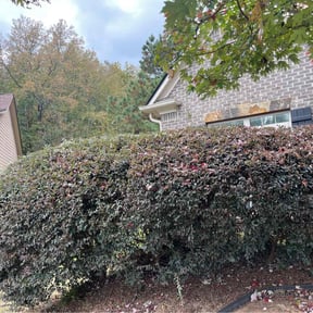 Bush Trimming by MJ lawn care reviewed on November 9, 2025