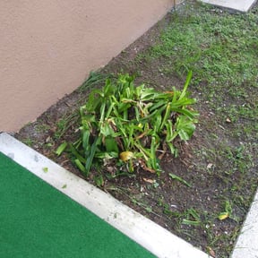 Bush Trimming by Edgar Yanez Services reviewed on November 23, 2025