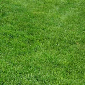 yard work by LawnLux reviewed on August 19, 2025
