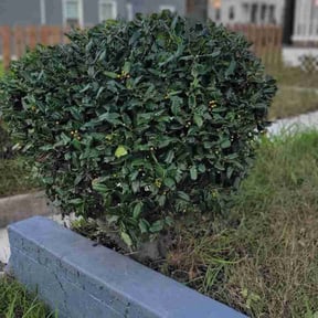 Bush Trimming by Jake  Rojas reviewed on October 22, 2025