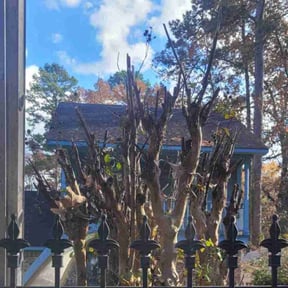 Bush Trimming by Mos Landscaping Service reviewed on December 25, 2025