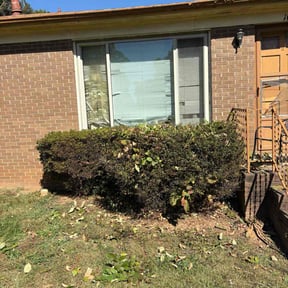 Bush Trimming by Austin Lawn and Landscaping reviewed on October 18, 2025