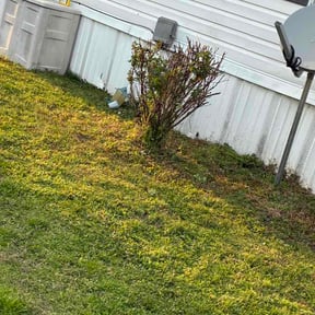 Bush Trimming by Bain &amp; sons outdoors services reviewed on April 1, 2026