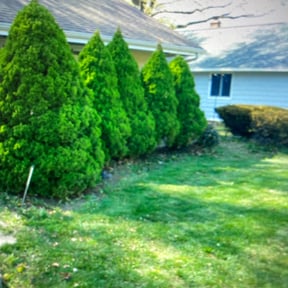 Bush Trimming by JC Lawn Care reviewed on August 20, 2025