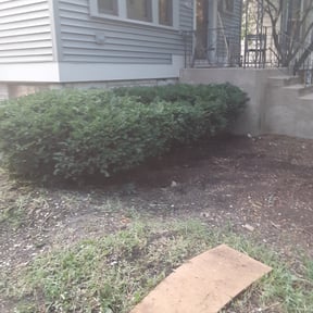 Bush Trimming by Carbon Dioxide Recyclers reviewed on August 19, 2025