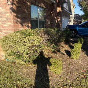 Bush Trimming by Raga handyman services reviewed on October 20, 2025