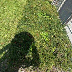 Bush Trimming by Killian Landscaping, LLC. reviewed on August 21, 2025