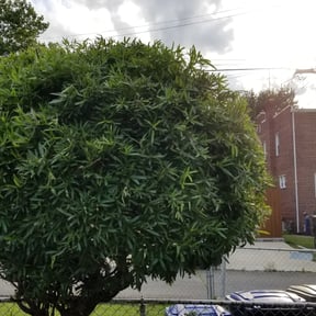 Bush Trimming by Morgan Henry Lawn Care reviewed on August 20, 2025