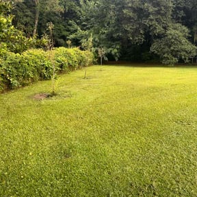landscaping by Loza Lawn Care  reviewed on August 15, 2025