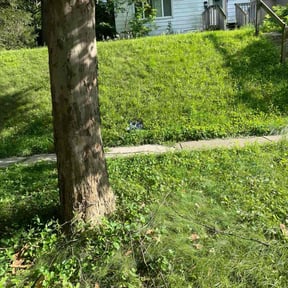 Bush Trimming by L and J Lawncare llc reviewed on December 11, 2025