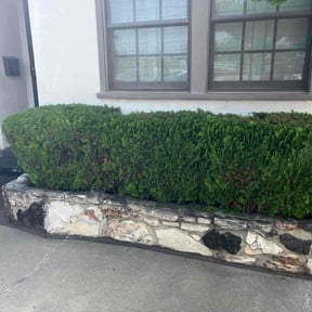 Bush Trimming by LRG Tech Services reviewed on December 25, 2025