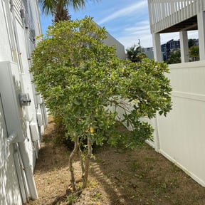 Bush Trimming by Mow Pro's Lawn Tree Service reviewed on August 19, 2025
