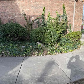 Bush Trimming by M4K Lawncare Service's  reviewed on November 19, 2025