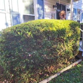 Bush Trimming by Sam&#039;s auto detailing  reviewed on November 10, 2025