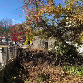 Bush Trimming by Stream Scene Landscaping reviewed on October 21, 2025