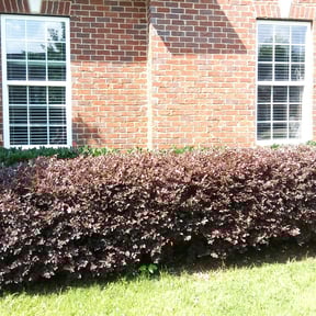 Bush Trimming by Luna Lawn Care reviewed on August 19, 2025