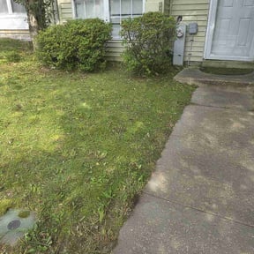 Bush Trimming by D&R Landscaping/Junkrremoval reviewed on August 21, 2025