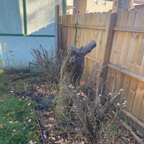 Bush Trimming by Gowdy's Lawn Service reviewed on August 19, 2025