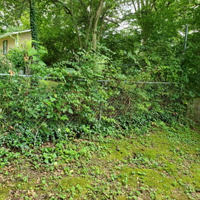Bush Trimming by All year round reviewed on August 17, 2025