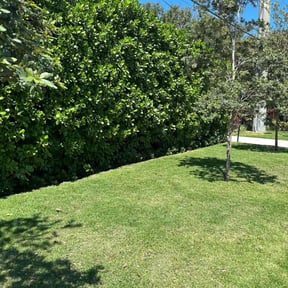 yard work by Parshall’s Landscaping reviewed on August 18, 2025