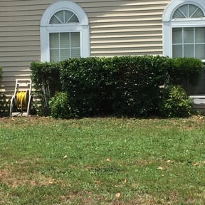 Bush Trimming by Midwest Lawn and Preservation reviewed on August 19, 2025
