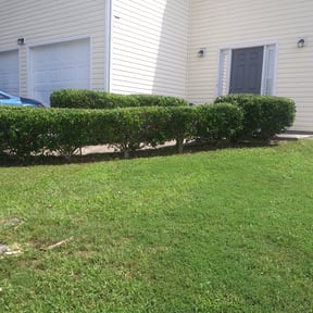 Bush Trimming by Shaggy cuts,INC reviewed on August 16, 2025