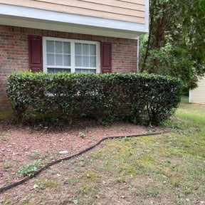 Bush Trimming by shawn's Lawn service reviewed on August 16, 2025