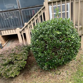 Bush Trimming by L&H Lawncare reviewed on August 17, 2025
